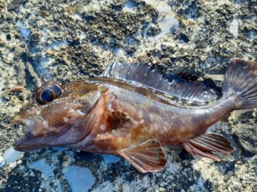 鹿児島の魚見港、指宿港で堤防釣り。小サバとカサゴが釣れた。
